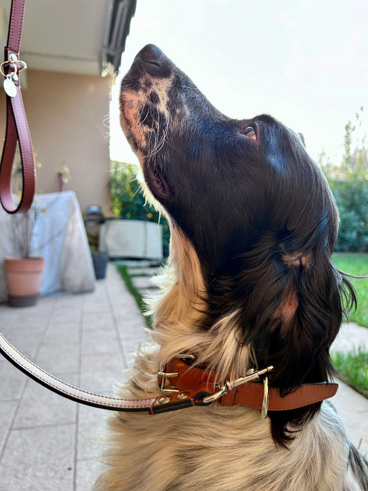 beccacce e cani da ferma